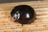 Harmonia axyridis